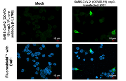 Anti-SARS-CoV-2 (COVID-19) nsp3 / PL-pro antibody [HL2709] used in Immunocytochemistry/ Immunofluorescence (ICC/IF). GTX639463